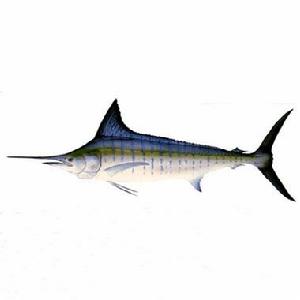 紅肉旗魚 紅肉旗魚