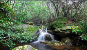 蓮花山白盆珠省級自然保護區