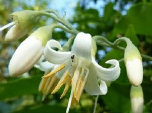 長柔毛安息香 長柔毛安息香