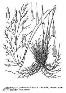 細弱落芒草 細弱落芒草