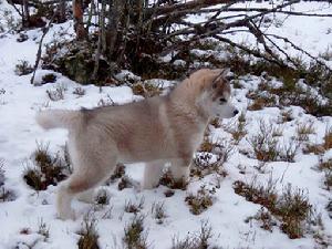 西伯利亞雪撬犬