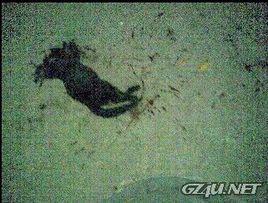 真光踩貓事件 真光踩貓事件