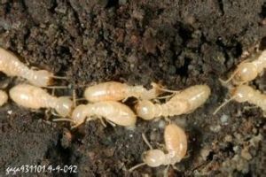 截頭堆砂白蟻 截頭堆砂白蟻