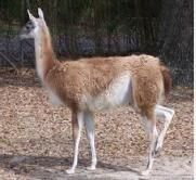 原駝智利亞種 原駝智利亞種