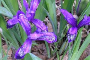 窄葉單花鳶尾 窄葉單花鳶尾