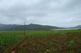 大石洞村[雲南文山州麻栗坡縣大坪鎮下轄村]