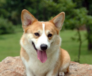 彭布羅克威爾斯柯基犬