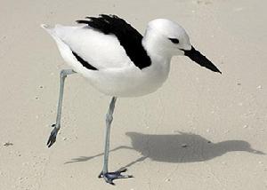 蟹鴴 Dromas ardeola