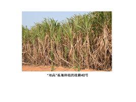 桂糖42號 桂糖42號