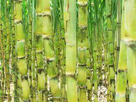 廣東黃皮果蔗 廣東黃皮果蔗