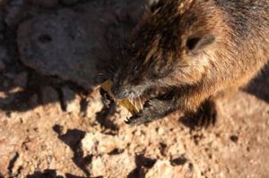 偽硬毛鼠 偽硬毛鼠