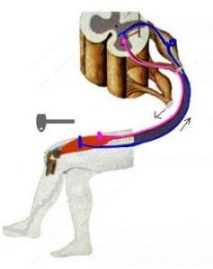 朝向反應 朝向反應