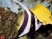 紅海關刀魚 紅海關刀魚