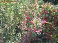 多分枝石竹 多分枝石竹