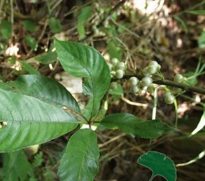山地水東哥 山地水東哥