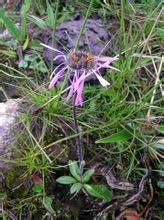 紅冠紫菀 紅冠紫菀