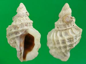 白唇骨螺