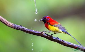 太陽鳥[鳥綱動物]