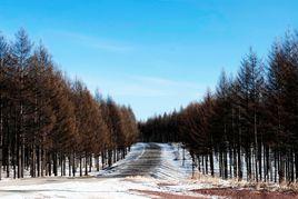 塞罕壩滑雪場 塞罕壩滑雪場