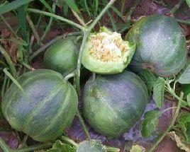 綠寶石2號甜瓜 綠寶石2號甜瓜