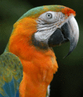 斑色金剛鸚鵡