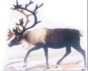 格陵蘭馴鹿 格陵蘭馴鹿