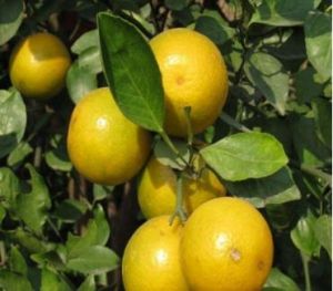 長柄石柑(變種) 長柄石柑(變種)