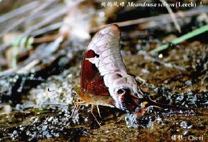 褐鉤鳳蝶