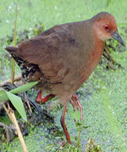 紅胸侏秧雞 紅胸侏秧雞