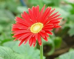 非洲菊病毒病 非洲菊病毒病