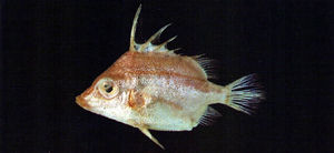 擬三棘魨 擬三棘魨