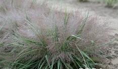 麗色畫眉草 麗色畫眉草