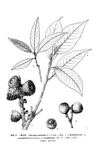 杏葉柯(原變種)