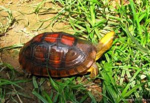 Yellow-headed box turtle
