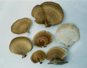 小孔硬孔菌 小孔硬孔菌