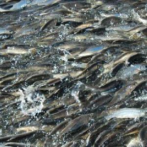 達里湖華子魚 達里湖華子魚