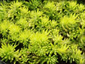 金葉佛甲草 金葉佛甲草