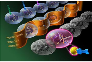 第三代試管嬰兒