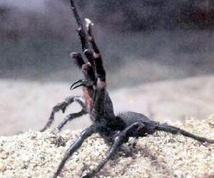 最危險的毒蜘蛛:雪梨漏斗網蜘蛛