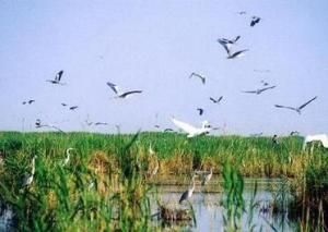 寧夏沙湖 寧夏沙湖