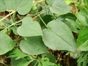 中國茜草 中國茜草