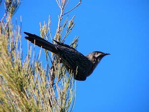 紅垂蜜鳥 紅垂蜜鳥
