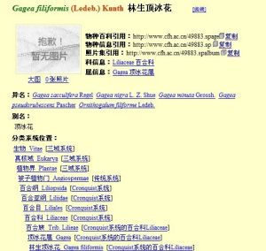 林生頂冰花 林生頂冰花