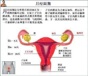 月經周期圖1