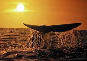 南露脊鯨