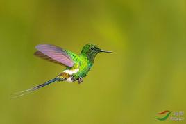 綠刺尾蜂鳥 綠刺尾蜂鳥