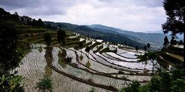 茗岙梯田 茗岙梯田