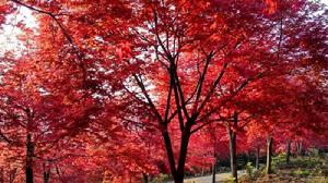 希臘紅楓 希臘紅楓