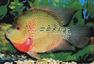 花羅漢 -熱帶淡水魚系列