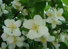 糙葉銀蓮花 糙葉銀蓮花